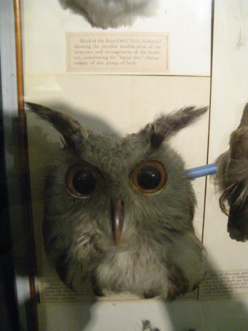 naturalhistorymuseum2.jpg