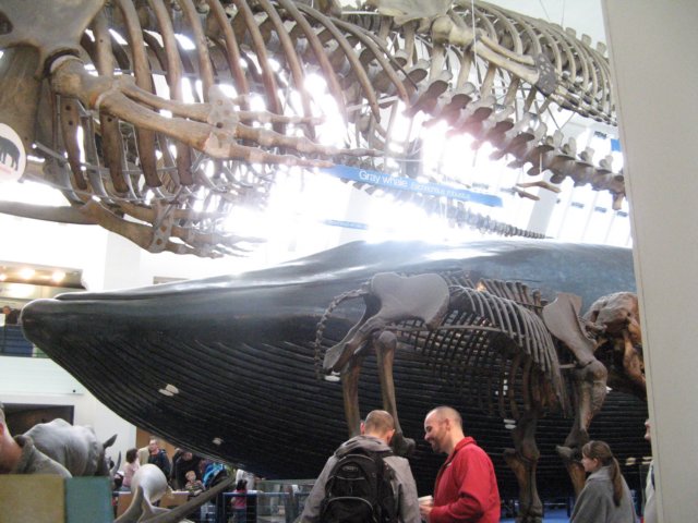 naturalhistorymuseum27.jpg