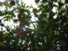img_0796_small.jpg